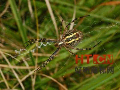 商标转让.jpg 商标转让