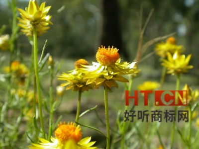 商标转让.jpg 商标转让