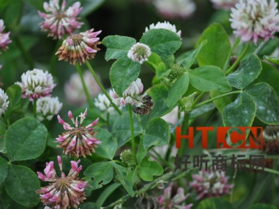 商标转让.jpg 商标转让