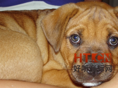 商标转让.jpg 商标转让