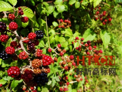 商标转让.jpg 商标转让