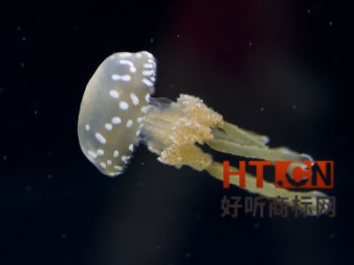 商标转让.jpg 商标转让