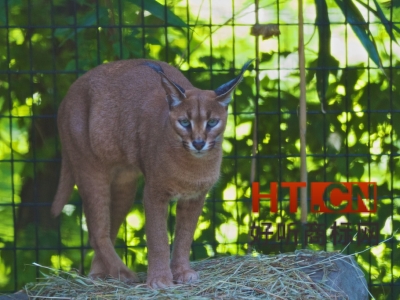 商标转让.jpg 商标转让