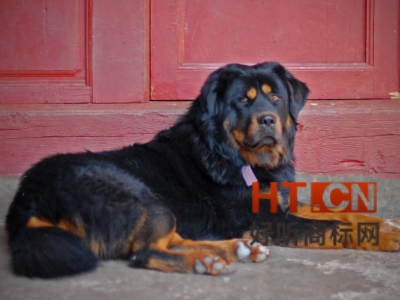 商标转让.jpg 商标转让