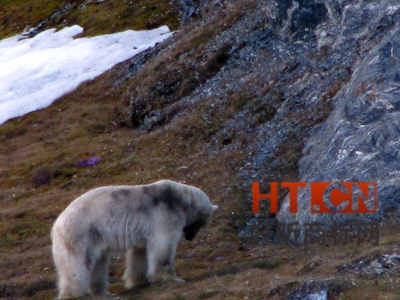 商标转让.jpg 商标转让