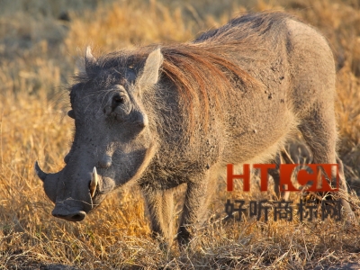 商标转让.jpg 商标转让