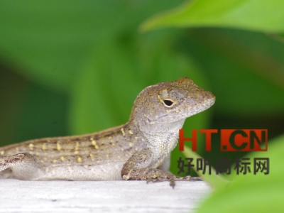 商标转让.jpg 商标转让