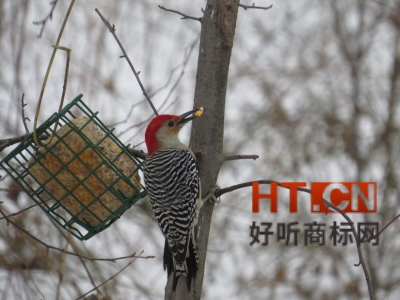 商标转让.jpg 商标转让