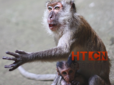 商标转让.jpg 商标转让