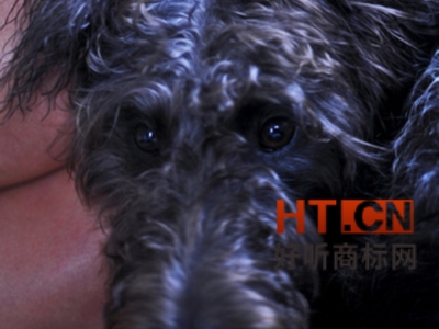 商标转让.jpg 商标转让