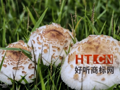 商标转让.jpg 商标转让