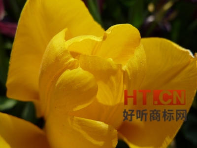 商标转让.jpg 商标转让