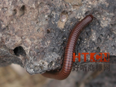 商标转让.jpg 商标转让