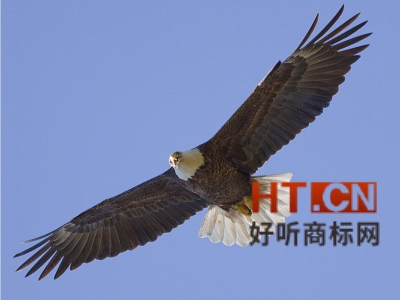 商标转让.jpg 商标转让