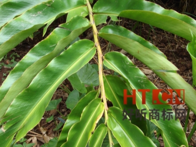 商标转让.jpg 商标转让