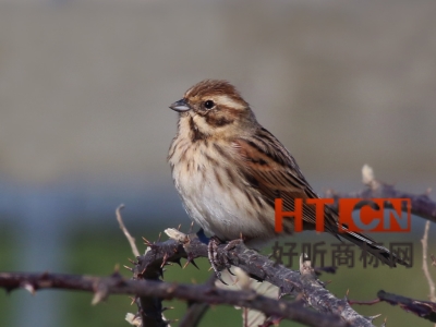 商标转让.jpg 商标转让