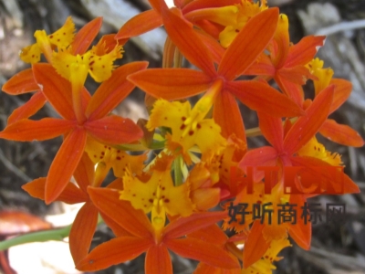 商标转让.jpg 商标转让