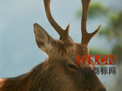 商标转让.jpg 商标转让