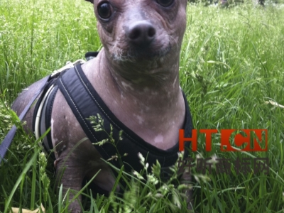 商标转让.jpg 商标转让