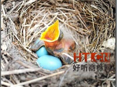 商标转让.jpg 商标转让