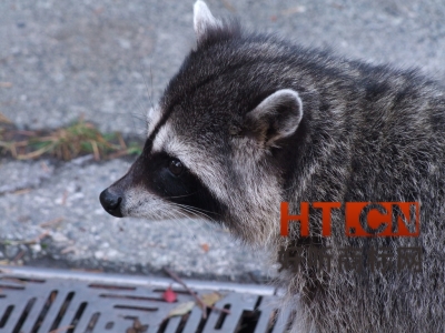 商标转让.jpg 商标转让