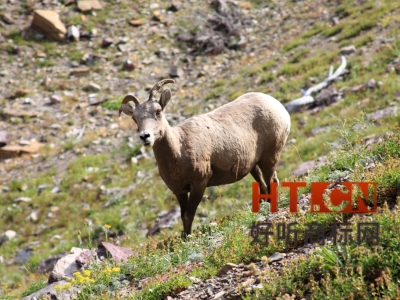 商标转让.jpg 商标转让