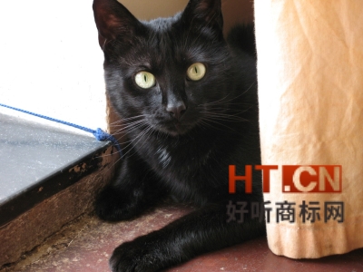 商标转让.jpg 商标转让