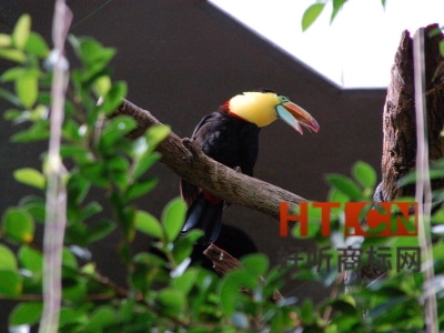 商标转让.jpg 商标转让