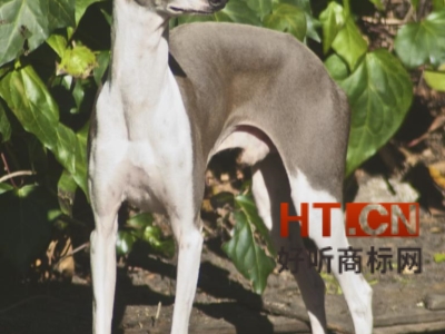 商标转让.jpg 商标转让