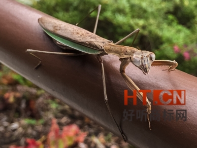 商标转让.jpg 商标转让