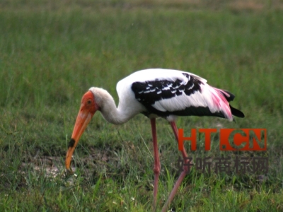 商标转让.jpg 商标转让