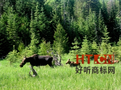 商标转让.jpg 商标转让