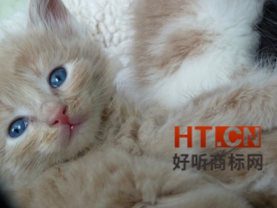 商标转让.jpg 商标转让