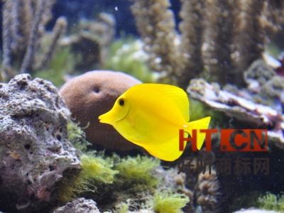 商标转让.jpg 商标转让