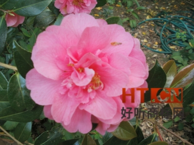 商标转让.jpg 商标转让