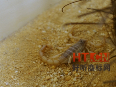 商标转让.jpg 商标转让