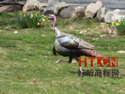 商标转让.jpg 商标转让