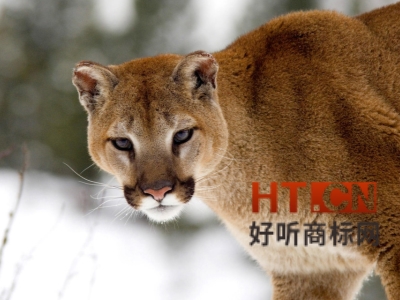 商标转让.jpg 商标转让