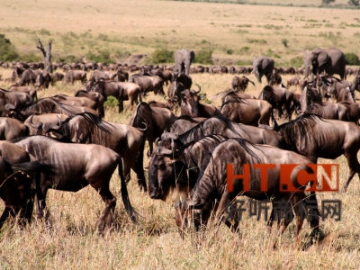 商标转让.jpg 商标转让