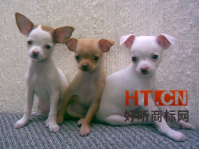 商标转让.jpg 商标转让