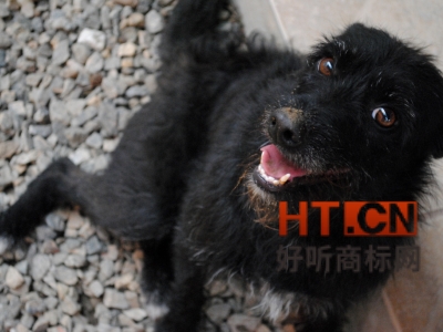 商标转让.jpg 商标转让