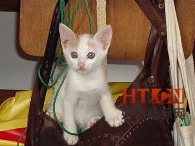 商标转让.jpg 商标转让