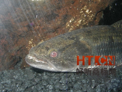 商标转让.jpg 商标转让