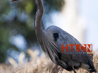 商标转让.jpg 商标转让