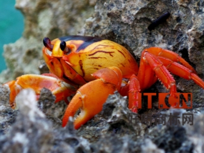 商标转让.jpg 商标转让