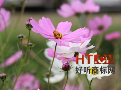 商标转让.jpg 商标转让