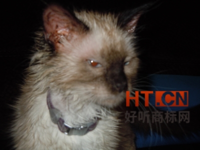 商标转让.jpg 商标转让