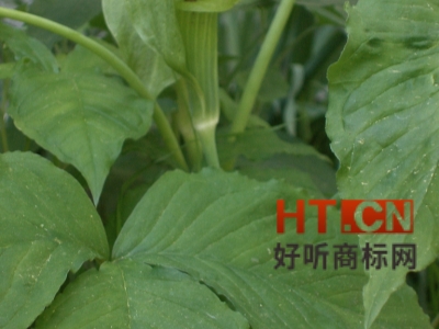 商标转让.jpg 商标转让