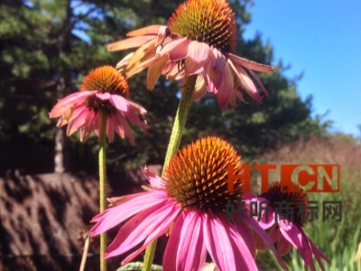 商标转让.jpg 商标转让