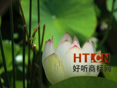 商标转让.jpg 商标转让